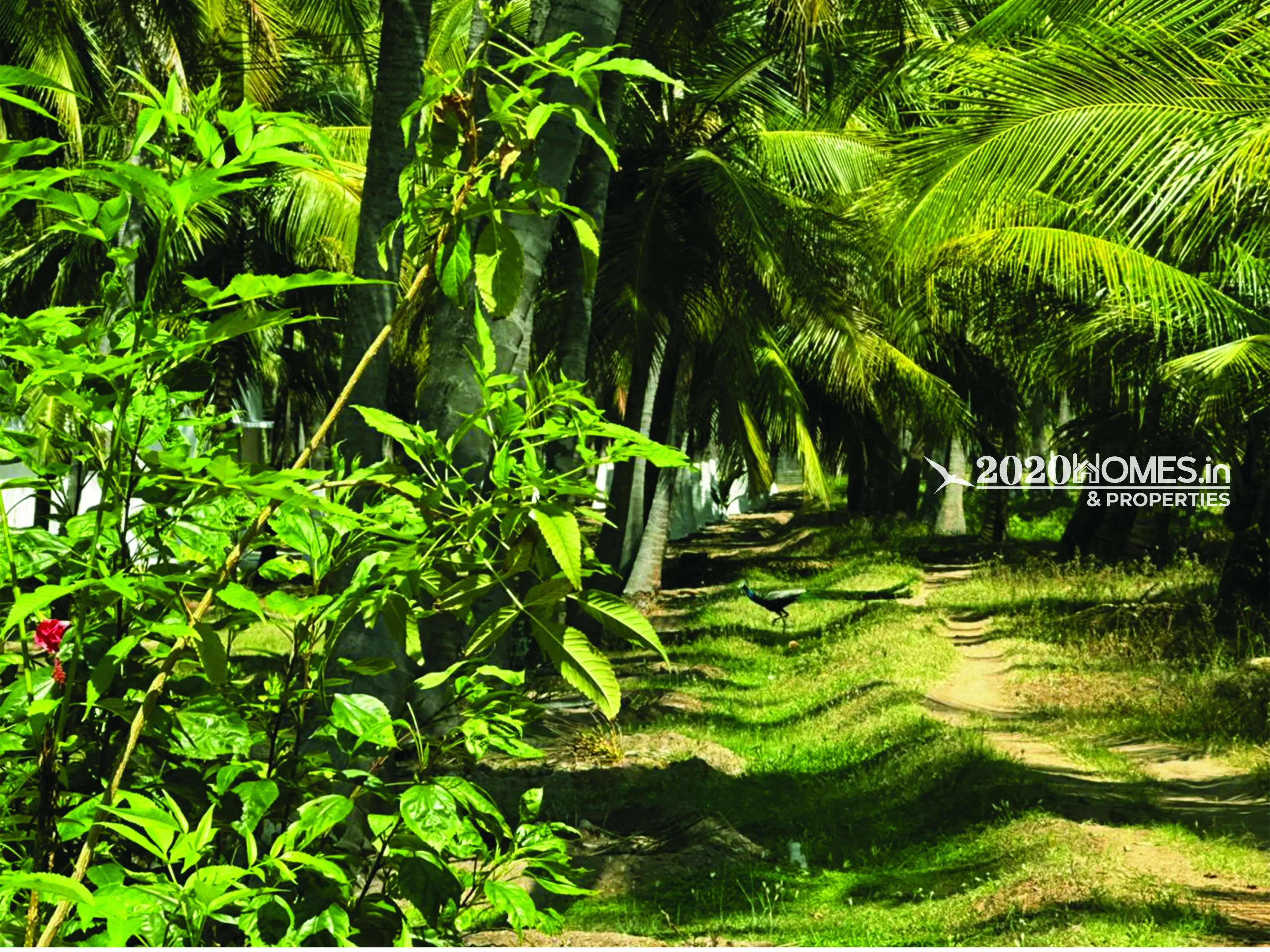 Pollachi AngalaKurichi Form